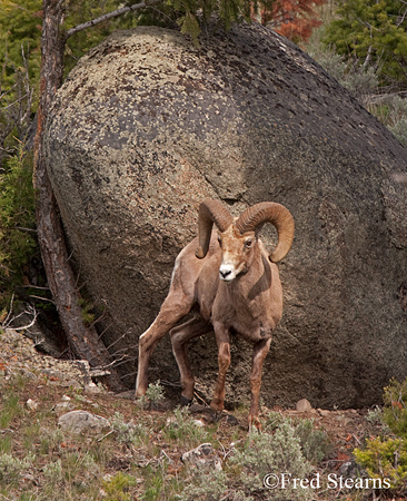 Yellowstone National Park Big Horn Ram